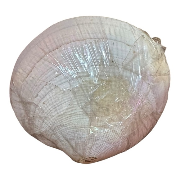 VINTAGE Clam Shell HORS D'OEUVRES CHEESE Food TOOTHPICKS w SEASHELL TIPS NEW - Picture 4 of 5